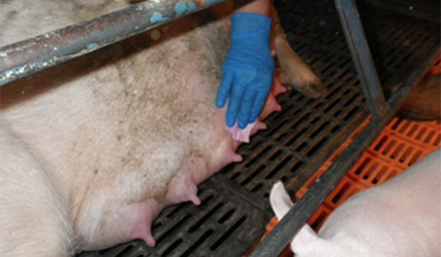 Фото 2. Сбор смывов с кожи сосков свиноматки для определения гриппа в поголовье на репродукторе.&nbsp;
